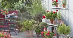 Beste Duftgeranien fur Balkon und WohnungRichtig pflanzenpflegen und vermehrenGeranien sind klassische BalkonblumenDuftgeranien findet man seltener auf dem BalkonSie blühen nicht üppighaben... Indoor Vegetables, Balkon Decor, Balcony Plants, Types Of Vegetables, Lawn Edging, Fertilizer For Plants, Backyard Lighting, Patio Plants, Food Garden