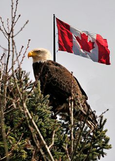 an eagle sitting on top of a tree next to a canadian flag flying in the wind