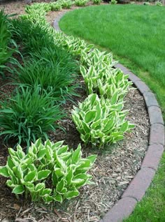 some green plants are in the middle of a flower bed and grass is around it