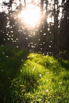 the sun shines brightly through the trees and grass as birds fly in the air