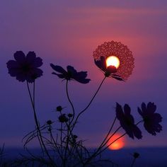 the sun is setting behind some purple flowers