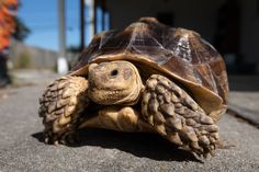 a close up of a tortoise on the ground with it's shell