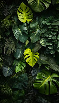 green leaves and plants are arranged on the wall