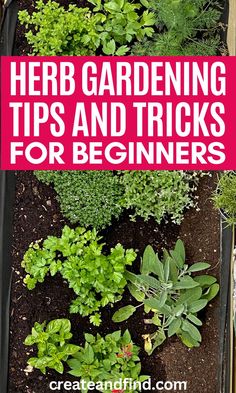 Beginner herb gardening ideas and tips. Beginner Herb Garden, Types Of Herbs, Vegetable Garden For Beginners, Organic Vegetable Garden, Home Vegetable Garden, Organic Gardening Tips, Beautiful Flowers Garden, Hydroponic Gardening