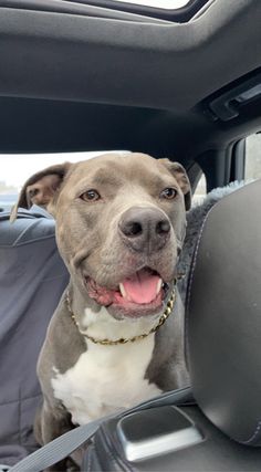 a dog sitting in the back seat of a car