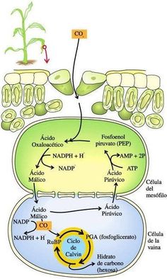 the diagram shows how plant cells are attached to each other