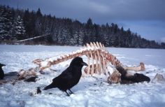 a black bird standing on top of snow covered ground next to a pile of logs