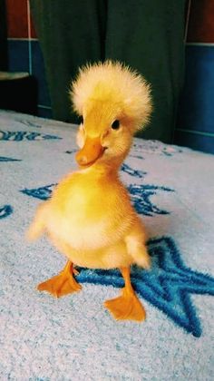 a little duck sitting on top of a bed with the caption that reads, the cutest little duck in history