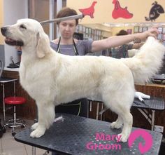 a white dog standing on top of a table next to a hairdressing chair