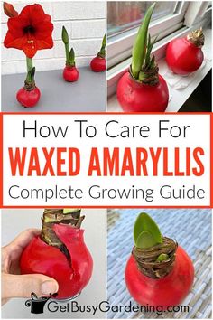 how to care for waxed amaryllis complete growing guide by get busy gardening