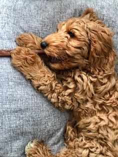 a small brown dog laying on top of a gray couch next to a blue pillow