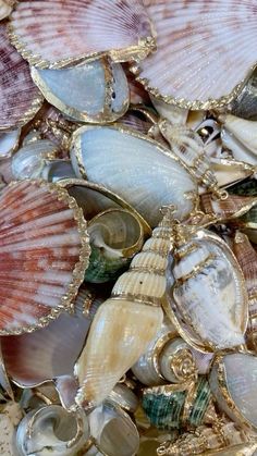 sea shells and other seashells are scattered together