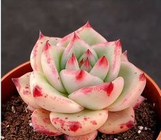 a potted plant with red spots on it