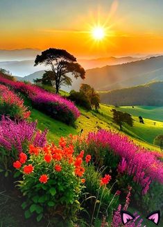 the sun is setting over a lush green hillside with wildflowers and mountains in the background