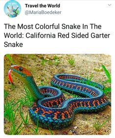 the most colorful snake in the world california red sided garter snake is dead