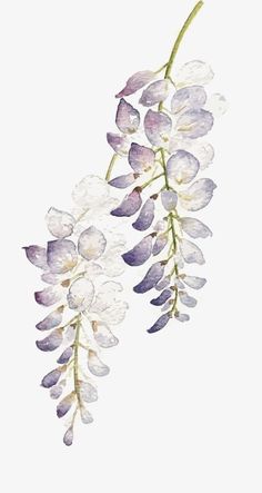 watercolor painting of purple and white flowers on a branch with green stems against a white background