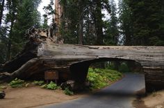 a large tree that has been cut down in the middle of a road with a bridge over it