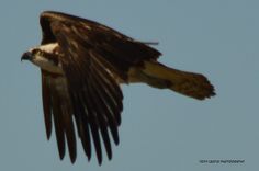 a large bird flying through the air with it's wings spread