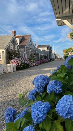 blue hydrangeas line the sidewalk in front of houses