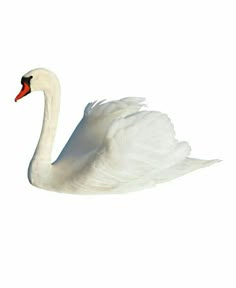 a white swan is flying in the sky with it's wings spread wide open