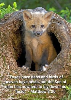 a small fox cub sitting in a hollow on top of a tree trunk with a bible verse below it