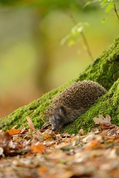 a hedgehog is curled up in the mossy ground