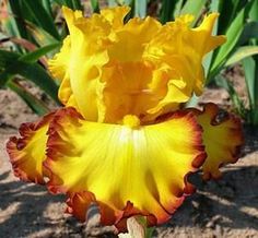 a yellow and red flower in the dirt