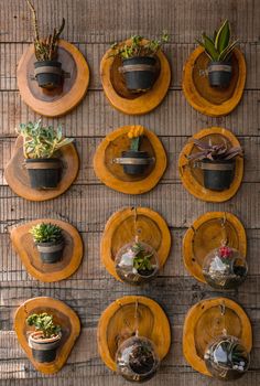 several wooden plates with succulents and plants in them hanging on the wall