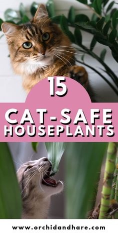 cat safe houseplants for cats