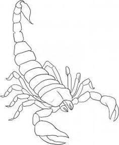 a drawing of a scorpion on a white background