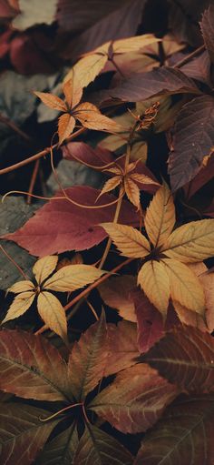 some leaves that are on the ground and brown, yellow and red leafs in the background