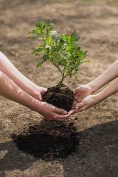 two hands holding a young plant in dirt