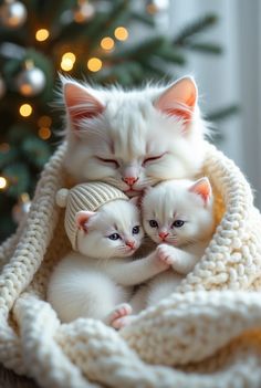 two white kittens cuddle together under a blanket in front of a christmas tree