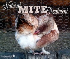 a close up of a chicken near a fence with the words natural mitte treatment