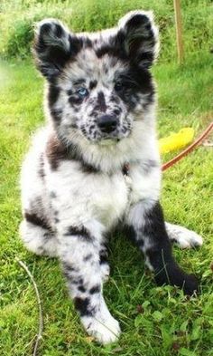 a black and white puppy sitting in the grass