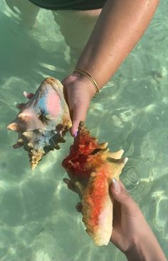 two people are holding sea shells in the ocean water, one is red and yellow