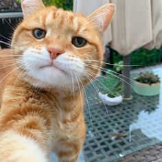 an orange and white cat sitting on top of a table next to a potted plant