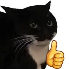 a black and white cat giving the thumbs up sign