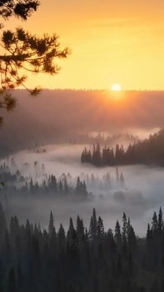 the sun is setting over a foggy forest with pine trees in the foreground