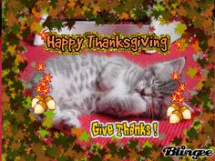 a cat sleeping on top of a red blanket next to autumn leaves with the caption happy thanksgiving give thanks