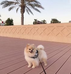 a small white dog standing on top of a wooden floor next to a palm tree