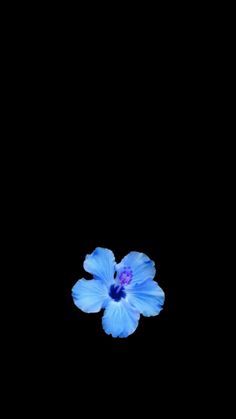 a blue flower floating in the dark water