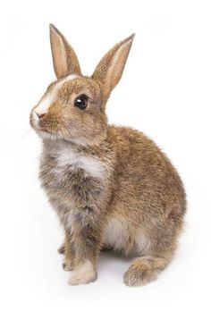 a small brown rabbit sitting on top of a white floor