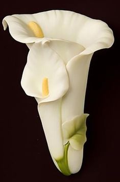 a white flower with yellow stamens on a black background in the shape of a calla lily