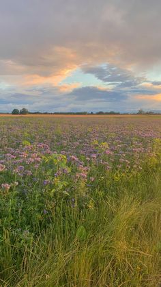 a field full of purple flowers under a cloudy sky