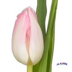 pink and white tulip with green stems in the foreground, against a white background