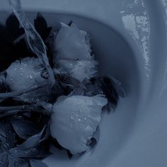 a white bowl filled with water and flowers