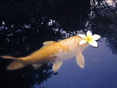 a fish with a flower in its mouth