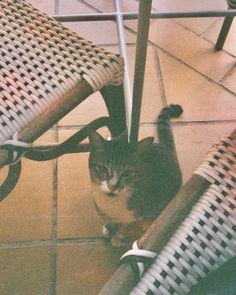 a cat sitting under a table next to two chairs on tiled floored rooming