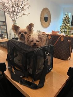 two small dogs are sitting in the back of a bag on top of a table